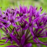 Wild Flowers - Makros mit der LX3