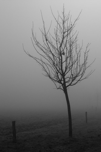holten_47_miko