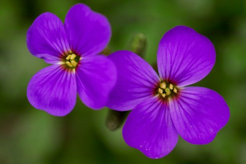sigma_180mm_04_miko sigma_180mm_04_miko