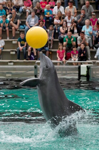 zoo_delfin_01_miko zoo_delfin_01_miko