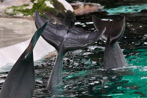 zoo_delfin_03_miko zoo_delfin_03_miko