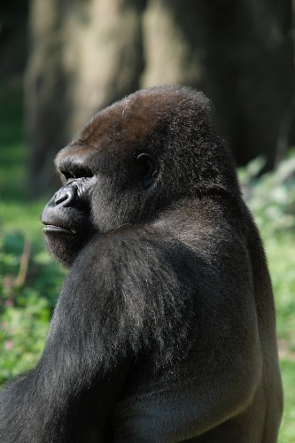 zoo_gorilla_01_miko zoo_gorilla_01_miko