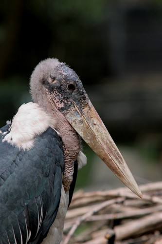 zoo_marabu_01_miko zoo_marabu_01_miko