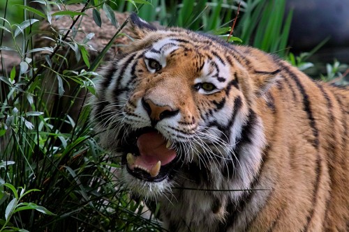 zoo_tiger_02_miko zoo_tiger_02_miko