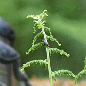 SDIM0954_silky_crop_miko SDIM0954_silky_crop_miko