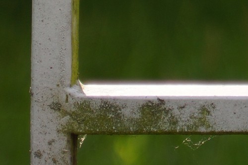 35mm_biogon_nex_14_crop_ul_miko 35mm_biogon_nex_14_crop_ul_miko