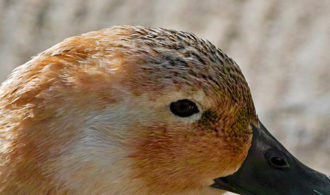 tierfoto_01_miko