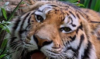 zoo_tiger_02_miko